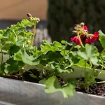 Fiorella شقة دوبروفينك