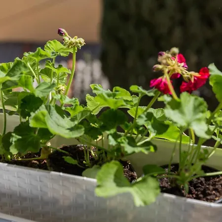 Fiorella Apartmán Dubrovník